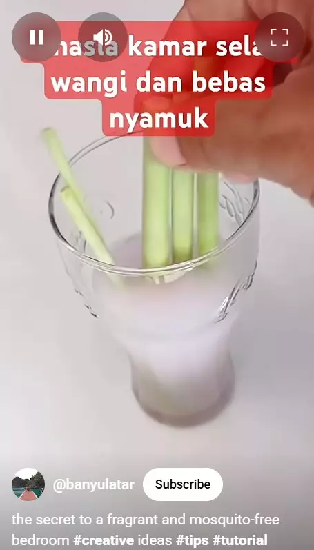 trik bikin rumah bebas dari nyamuk © berbagai sumber trik bikin rumah bebas dari nyamuk © berbagai sumber