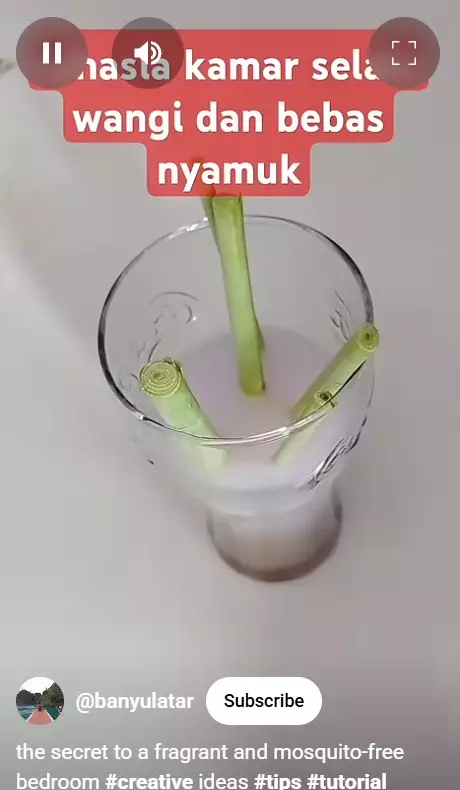 trik bikin rumah bebas dari nyamuk © berbagai sumber trik bikin rumah bebas dari nyamuk © berbagai sumber