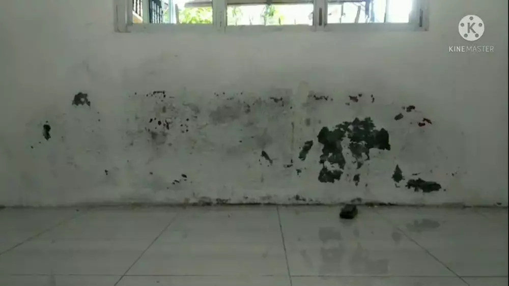 cara mudah hilangkan jamur di dinding rumah © YouTube cara mudah hilangkan jamur di dinding rumah © YouTube