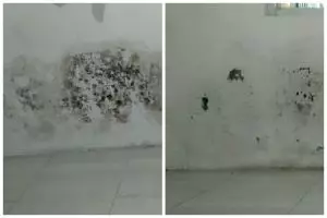 Tanpa pakai cairan keras, ini trik gampang hilangkan jamur di dinding cuma pakai 1 bahan dapur