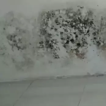 Tanpa pakai cairan keras, ini trik gampang hilangkan jamur di dinding cuma pakai 1 bahan dapur