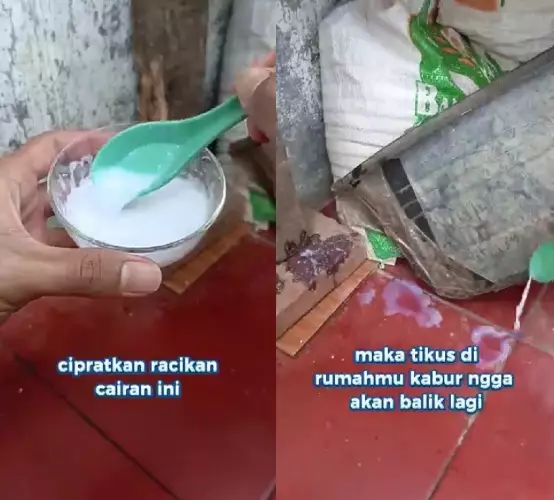 mengusir tikus dari rumah modal bumbu dapur © YouTube
