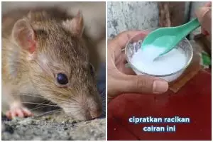 Trik mengusir tikus dari rumah sekarang cuma modal 1 bumbu dapur, tanpa perangkap atau racun