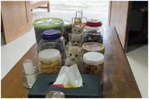 11 Potret lucu kucing di tempat yang nggak terduga ini bikin gagal fokus, ada diantara toples nastar