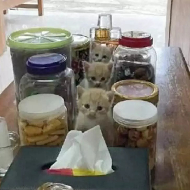 11 Potret lucu kucing di tempat yang nggak terduga ini bikin gagal fokus, ada diantara toples nastar