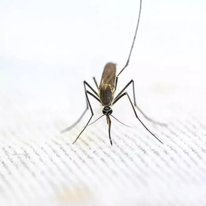 Trik mudah mengusir nyamuk tanpa obat atau semprotan khusus, cukup dengan 3 bahan dapur