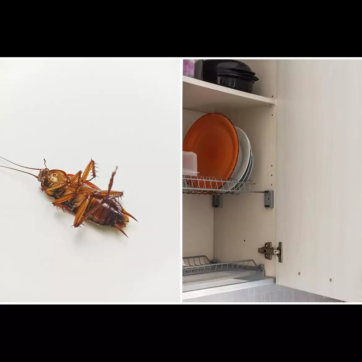 Mencegah kecoak masuk ke rak dapur itu ternyata mudah, sekarang andalkan 7 trik ini