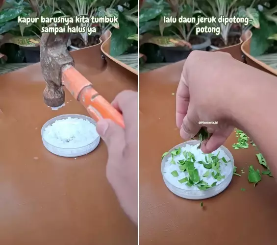 cara usir tikus pakai 2 bahan dapur  © 2025 TikTok cara usir tikus pakai 2 bahan dapur  © 2025 TikTok
