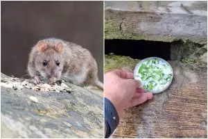 Sekarang tak perlu beli racun, ini trik ampuh usir tikus dari rumah pakai tambahan 2 bahan dapur