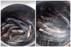 Sekarang jadi tahu kenapa garam dan cuka bisa gantikan kapur sirih buat bersihin ikan lele