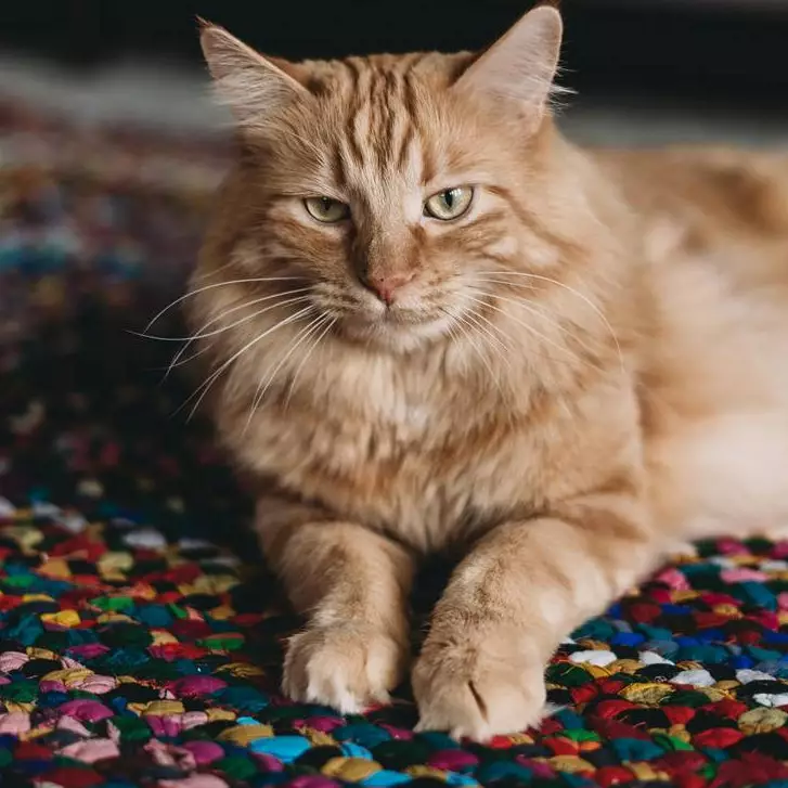 Selain pake roler, ini trik gampang dan aman bersihkan bulu kucing yang menempel di karpet