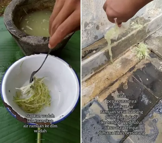 trik usir tikus pakai bumbu dapur  © 2025 TikTok