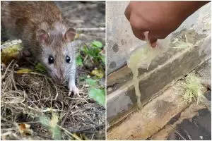Sekarang tak perlu bahan kimia berbahaya, ini trik usir tikus dari rumah gunakan 3 bumbu dapur