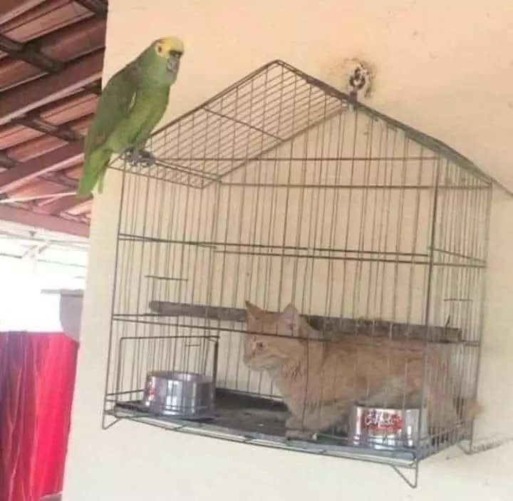 kandang burung dalam aneh © X kandang burung dalam aneh © X