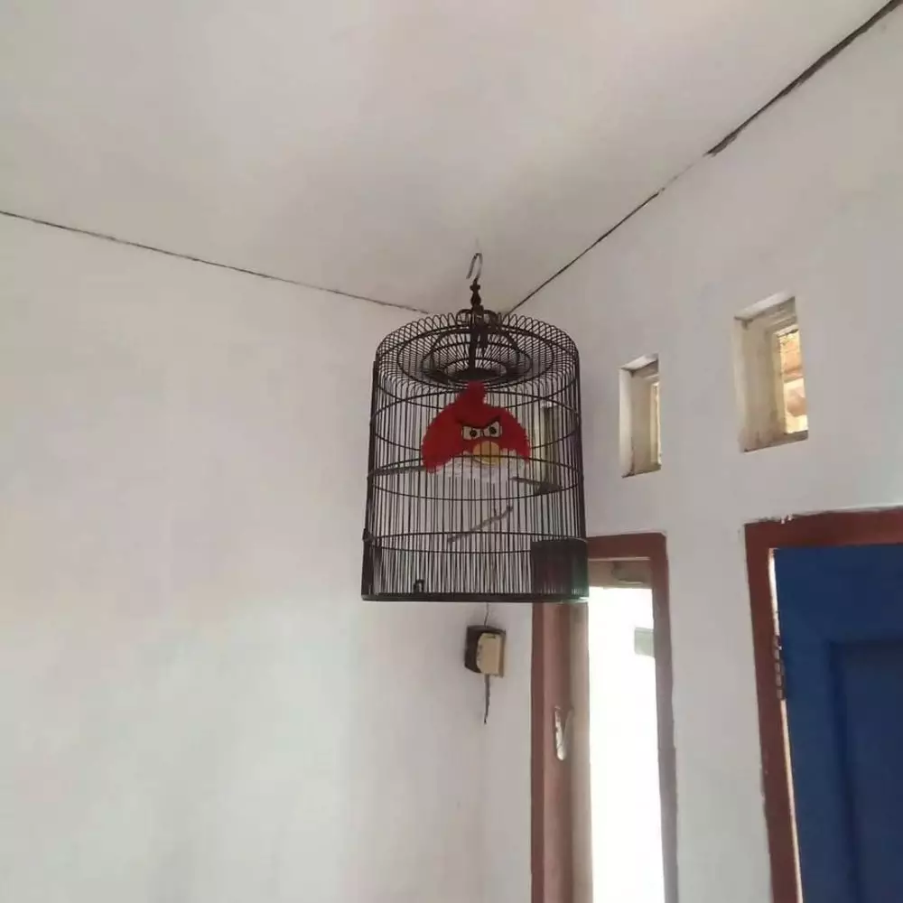 kandang burung dalam aneh © X kandang burung dalam aneh © X