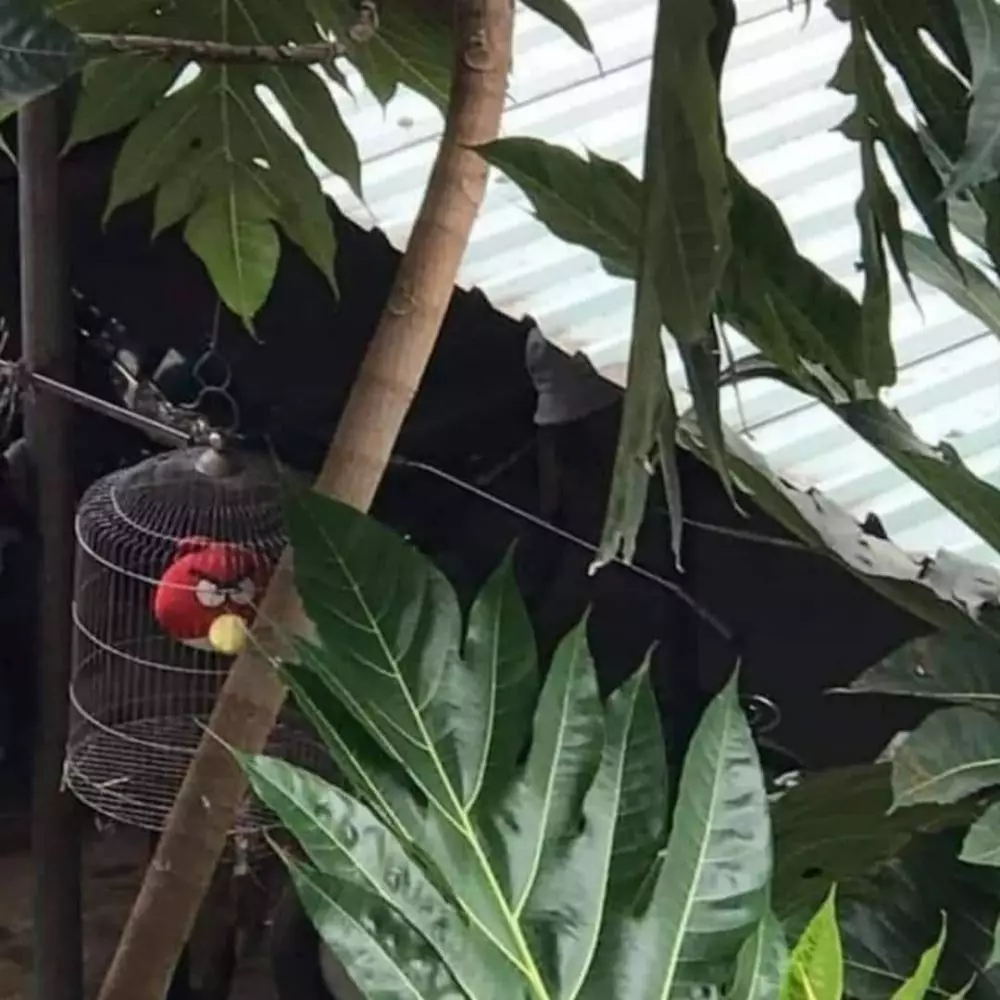 kandang burung dalam aneh © X kandang burung dalam aneh © X