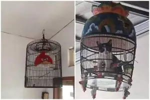 Bukan sulap bukan sihir, 11 potret lucu penampakan nyeleneh dalam kandang burung ini bikin melotot