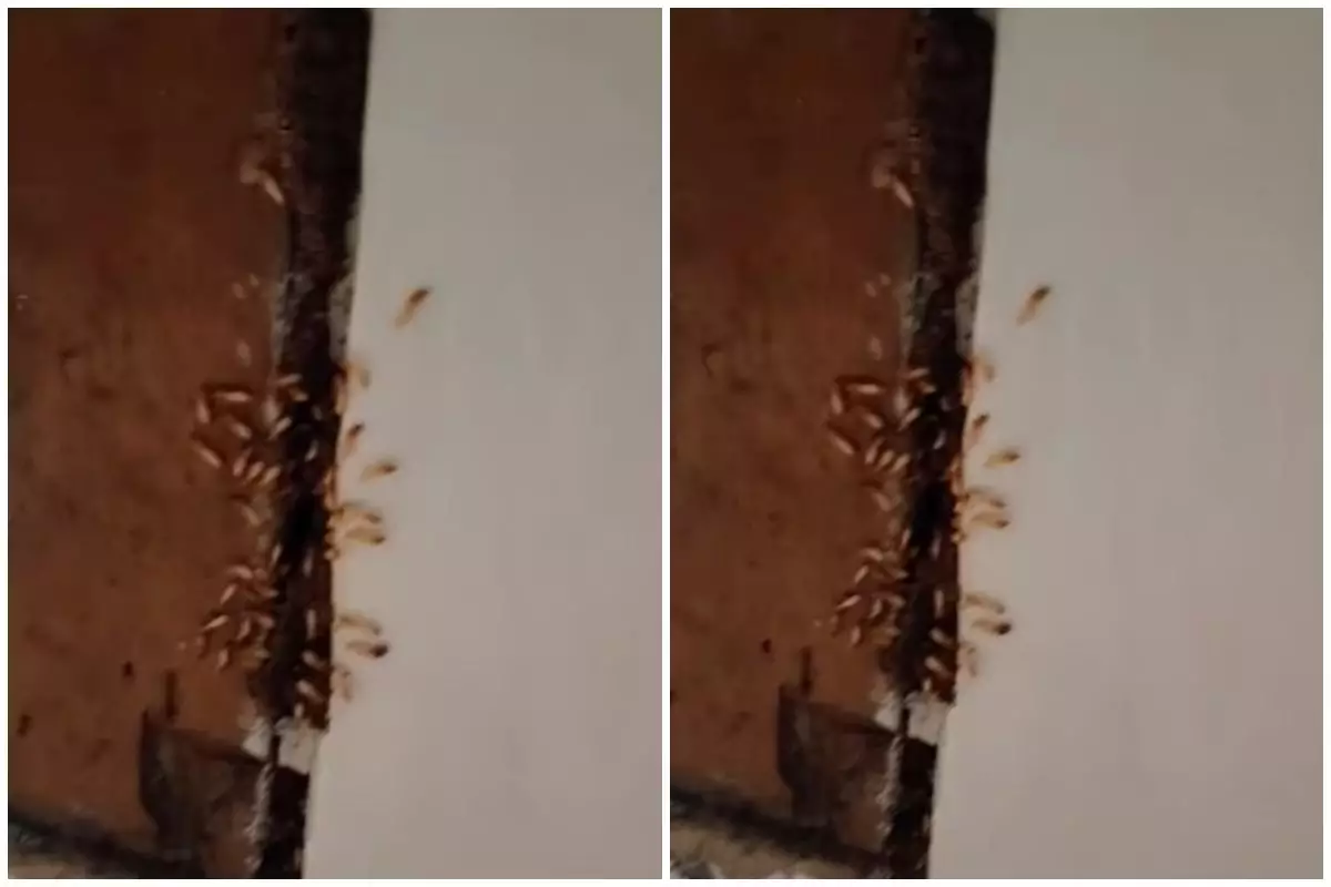 Trik atasi rayap sekarang tak perlu pusing, pakai tambahan 2 bahan dapur sudah pergi dari perabot kayu