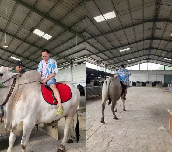 raffi ahmad jatuh dari sapi saat syuting © 2025 Instagram raffi ahmad jatuh dari sapi saat syuting © 2025 Instagram