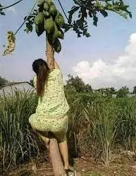 orang petik buah lucu aksinya © berbagai sumber