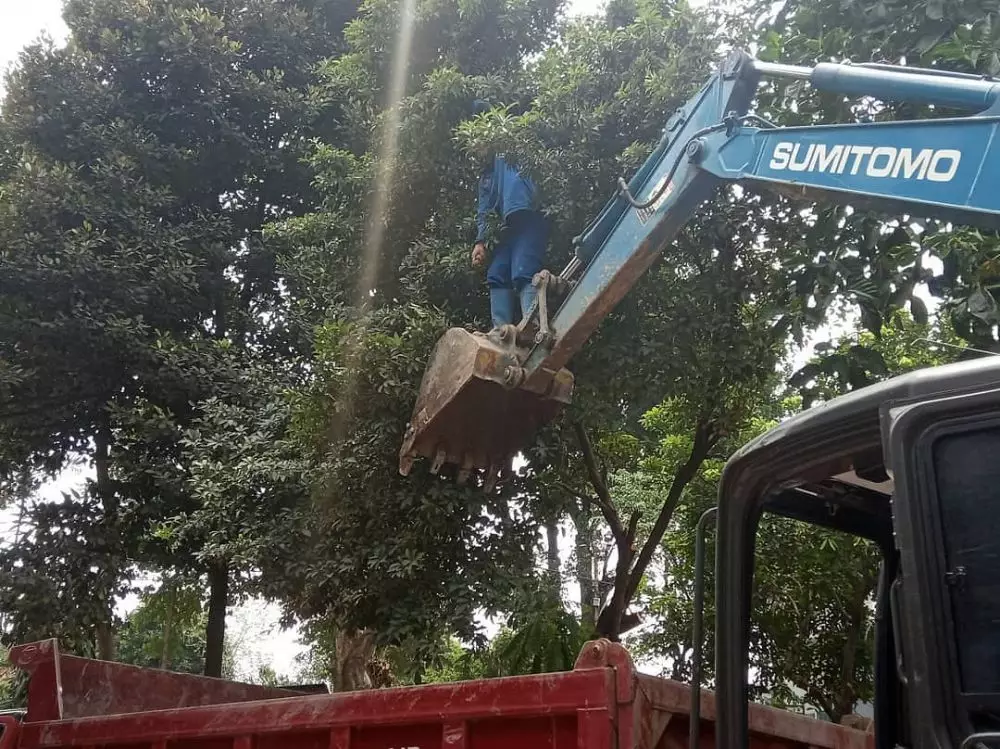 orang petik buah lucu aksinya © berbagai sumber