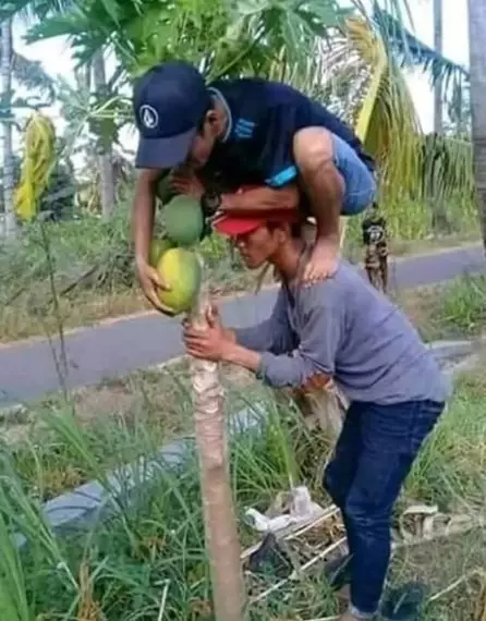 orang petik buah lucu aksinya © berbagai sumber