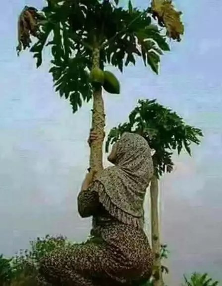 orang petik buah lucu aksinya © berbagai sumber