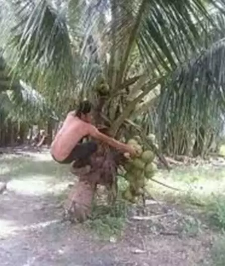 orang petik buah lucu aksinya © berbagai sumber