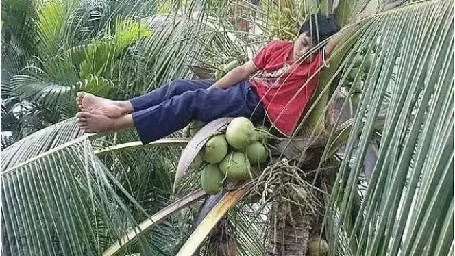orang petik buah lucu aksinya © Berbagai sumber