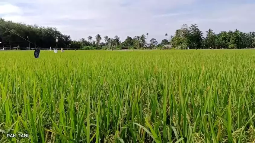 cara usir burung pipit di sawah  © 2025 YouTube cara usir burung pipit di sawah  © 2025 YouTube