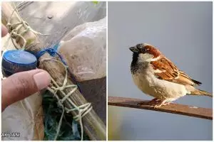 Sekarang bukan pakai orang-orangan sawah, ini cara ampuh mengusir burung pipit pakai 1 barang bekas