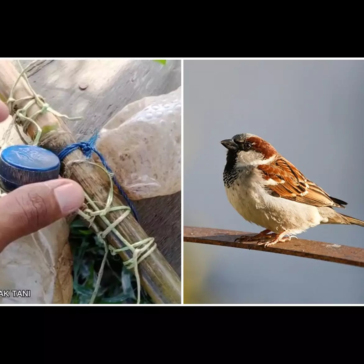 Sekarang bukan pakai orang-orangan sawah, ini cara ampuh mengusir burung pipit pakai 1 barang bekas