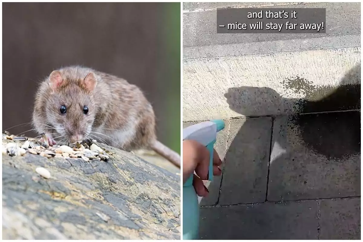 Cara mengusir tikus dari rumah sekarang tak pakai racun atau perangkap, cuma tambah 1 ampas dapur