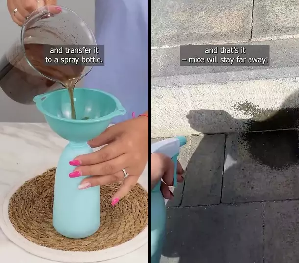 pengusir tikus pakai 1 ampas dapur  © 2025 YouTube