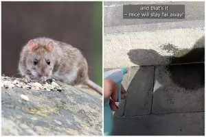 Cara mengusir tikus dari rumah sekarang tak pakai racun atau perangkap, cuma tambah 1 ampas dapur