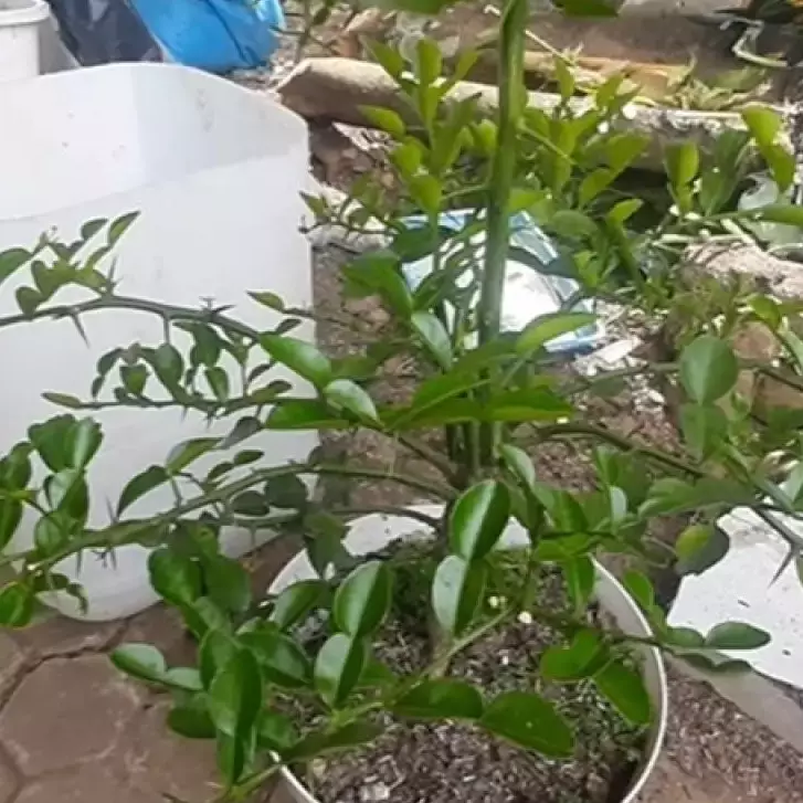 Kini paham melebatkan daun jeruk purut nggak perlu garam dan air cucian beras, pakai bahan dapur ini  