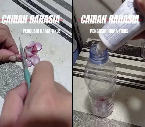 usir tikus pakai bumbu dapur © 2025 YouTube