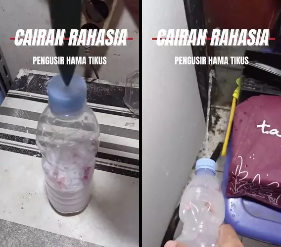 usir tikus pakai bumbu dapur © 2025 YouTube