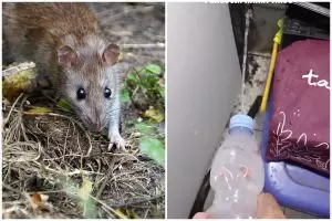 Sekarang tak perlu pakai perangkap, ini cara mengusir tikus dari dapur dengan tambahan 1 bumbu dapur