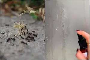 Tak perlu pakai racun serangga, trik basmi semut dari dapur sekarang cukup ditambah 2 bahan dapur