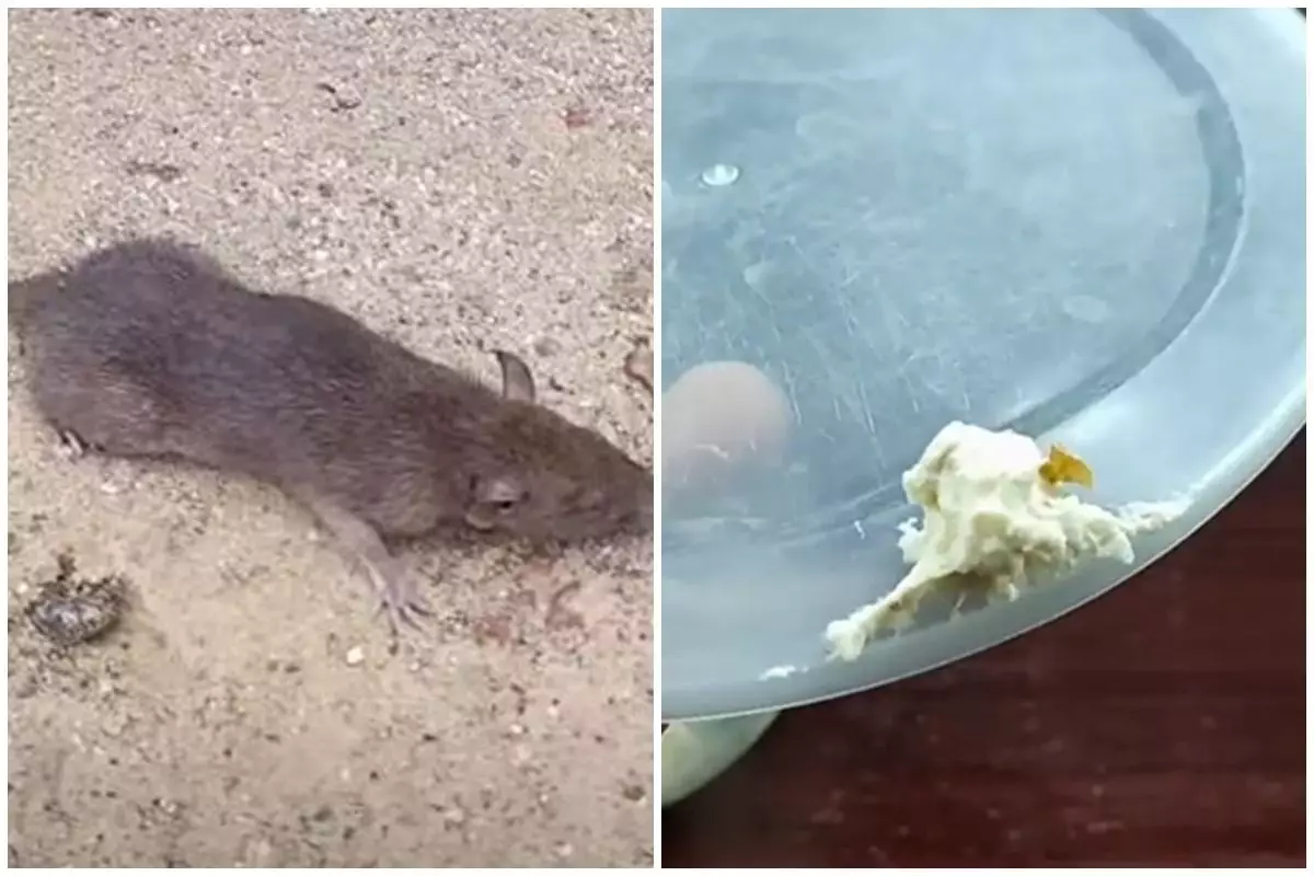 Trik mudah mengusir tikus dari rumah sekarang tanpa perangkap, modal hanya 2 bahan dapur