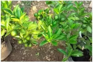 Tanpa garam dan micin, ini cara bikin pupuk jeruk purut dari batang pisang agar kini berbuah lebat