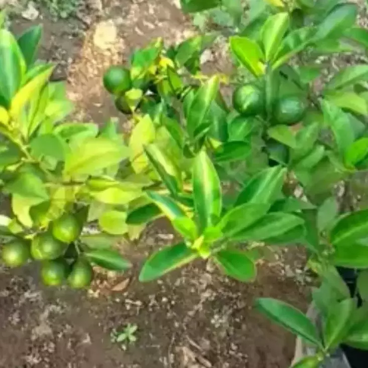 Tanpa garam dan micin, ini cara bikin pupuk jeruk purut dari batang pisang agar kini berbuah lebat