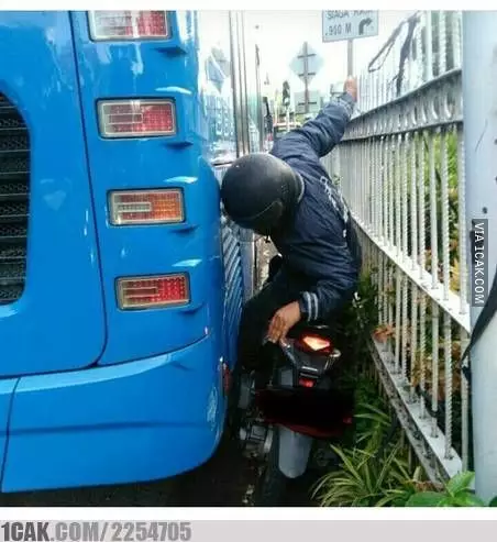 apes tengah jalan © berbagai sumber