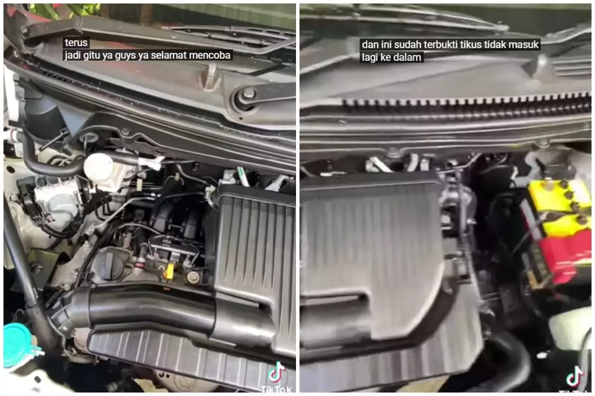 Mengusir tikus di kap mesin mobil sekarang tak perlu pusing, cukup pakai trik dari 1 bahan sederhana