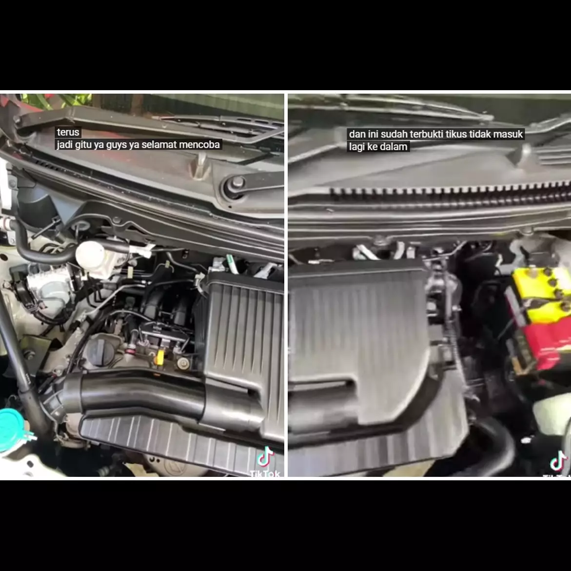 Mengusir tikus di kap mesin mobil sekarang tak perlu pusing, cukup pakai trik dari 1 bahan sederhana