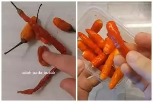 Trik baru biar cabai tahan mingguan di kulkas tanpa tisu, cocok buat yang suka masak pedas