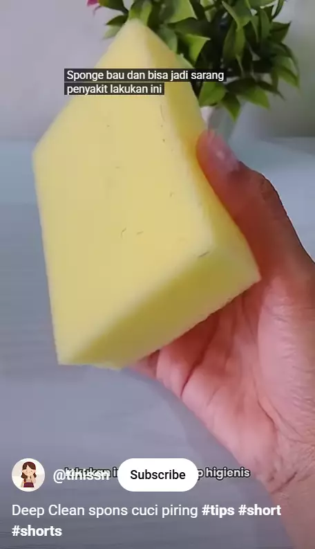 Jangan keburu beli baru, spons sabun cuci piring kotor lama bisa bersih lagi sekarang pakai trik jitu berbagai sumber Jangan keburu beli baru, spons sabun cuci piring kotor lama bisa bersih lagi sekarang pakai trik jitu berbagai sumber