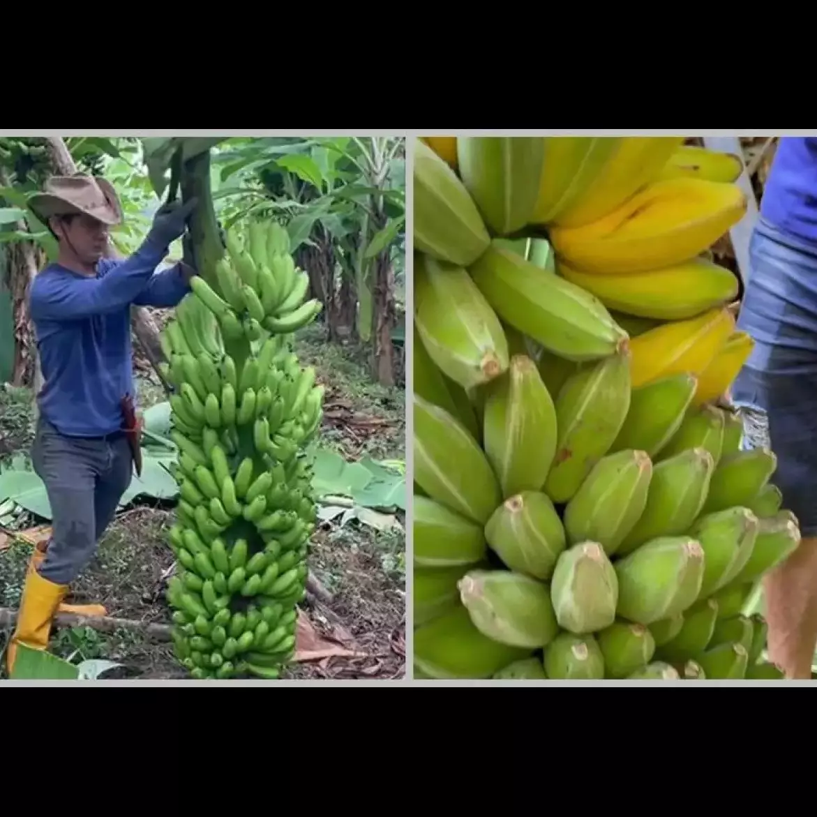 Sekarang jadi paham kenapa bikin pohon pisang subur nggak perlu air cucian beras, coba tabur bumbu ini