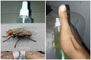 Basmi lalat di rumah sekarang nggak perlu pakai semprotan serangga, ini triknya modal 1 bahan dapur